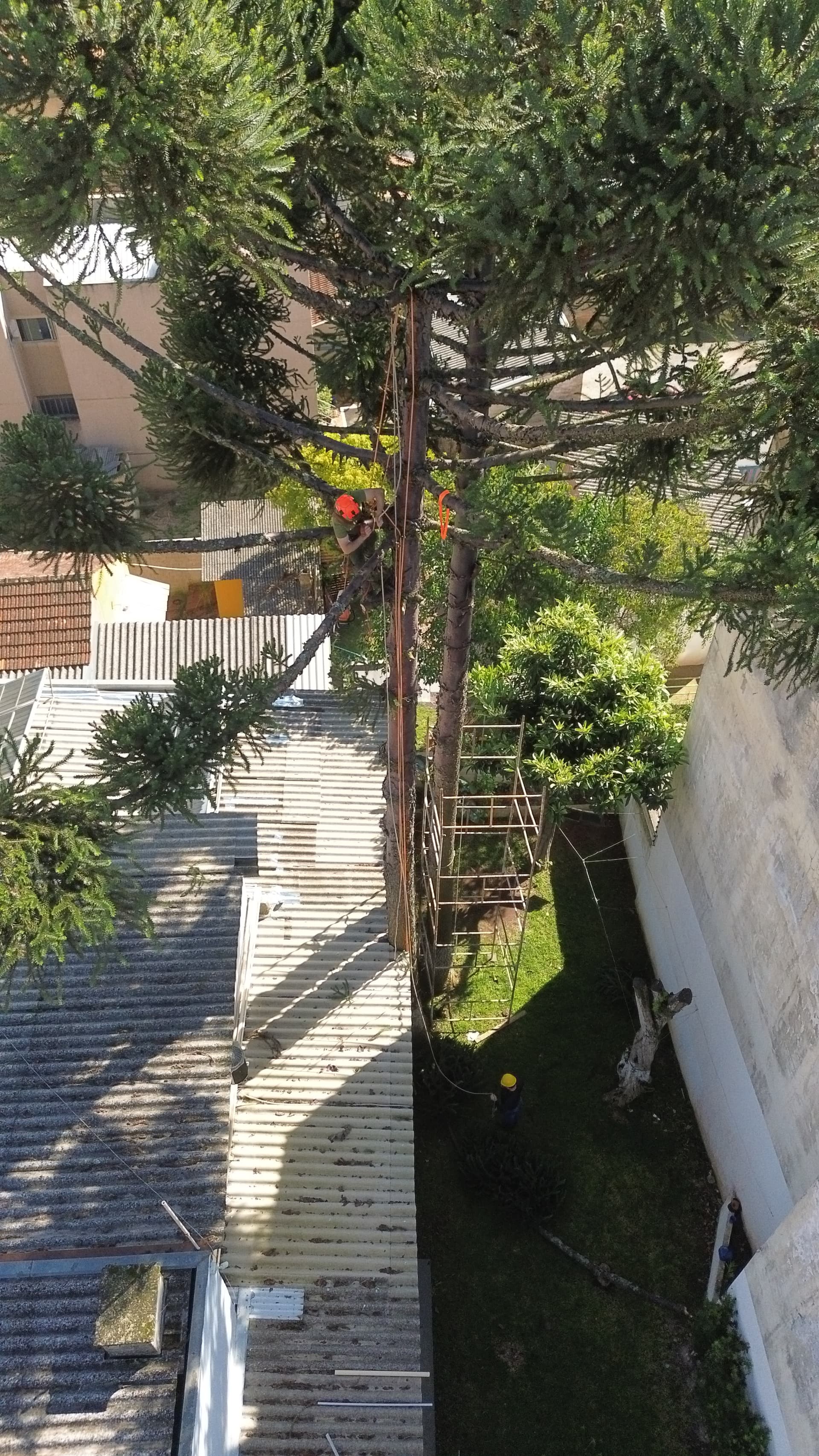 Equipe Arboninjas em poda de araucária em área residencial