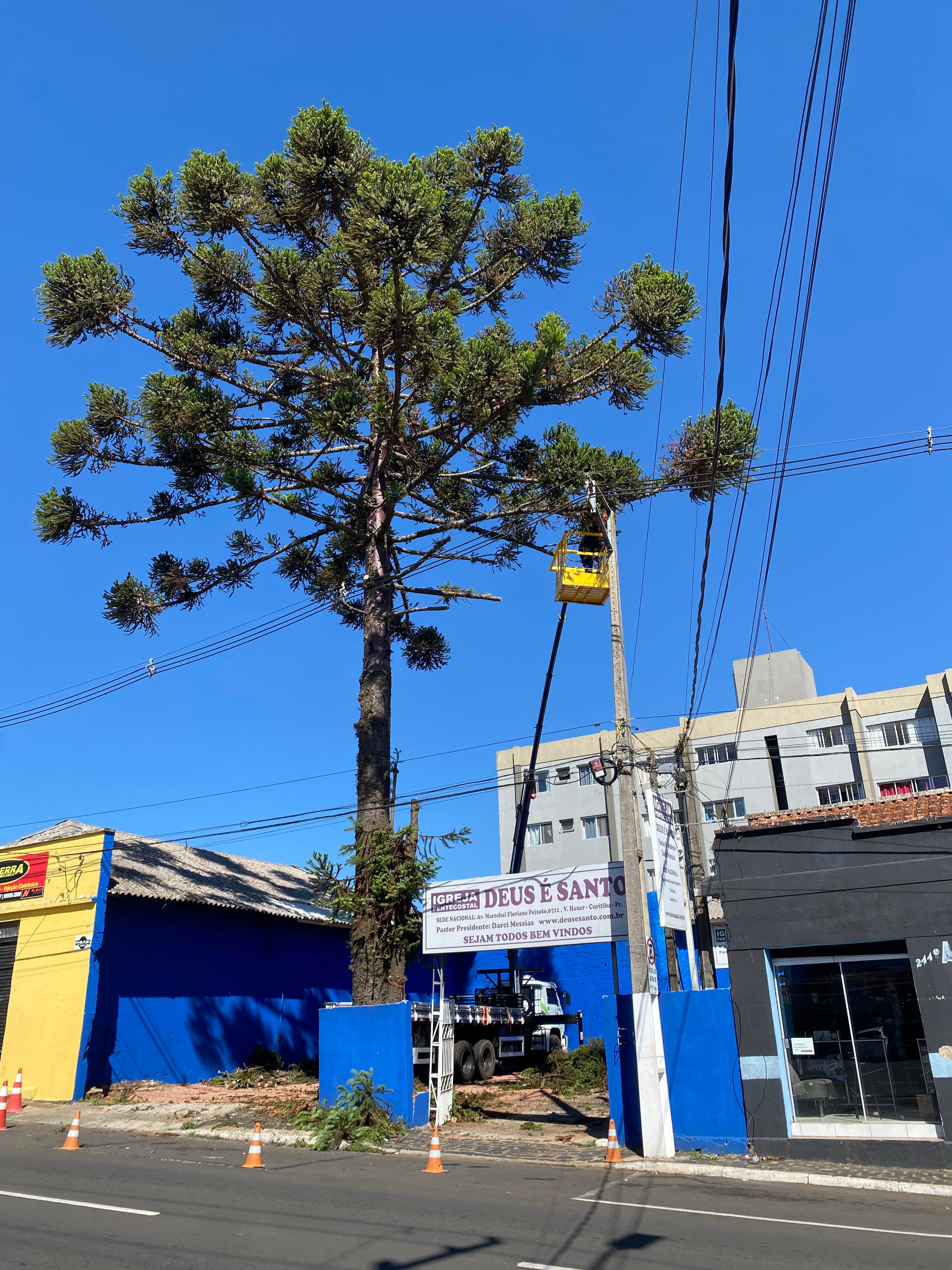Serviço de Corte e Poda